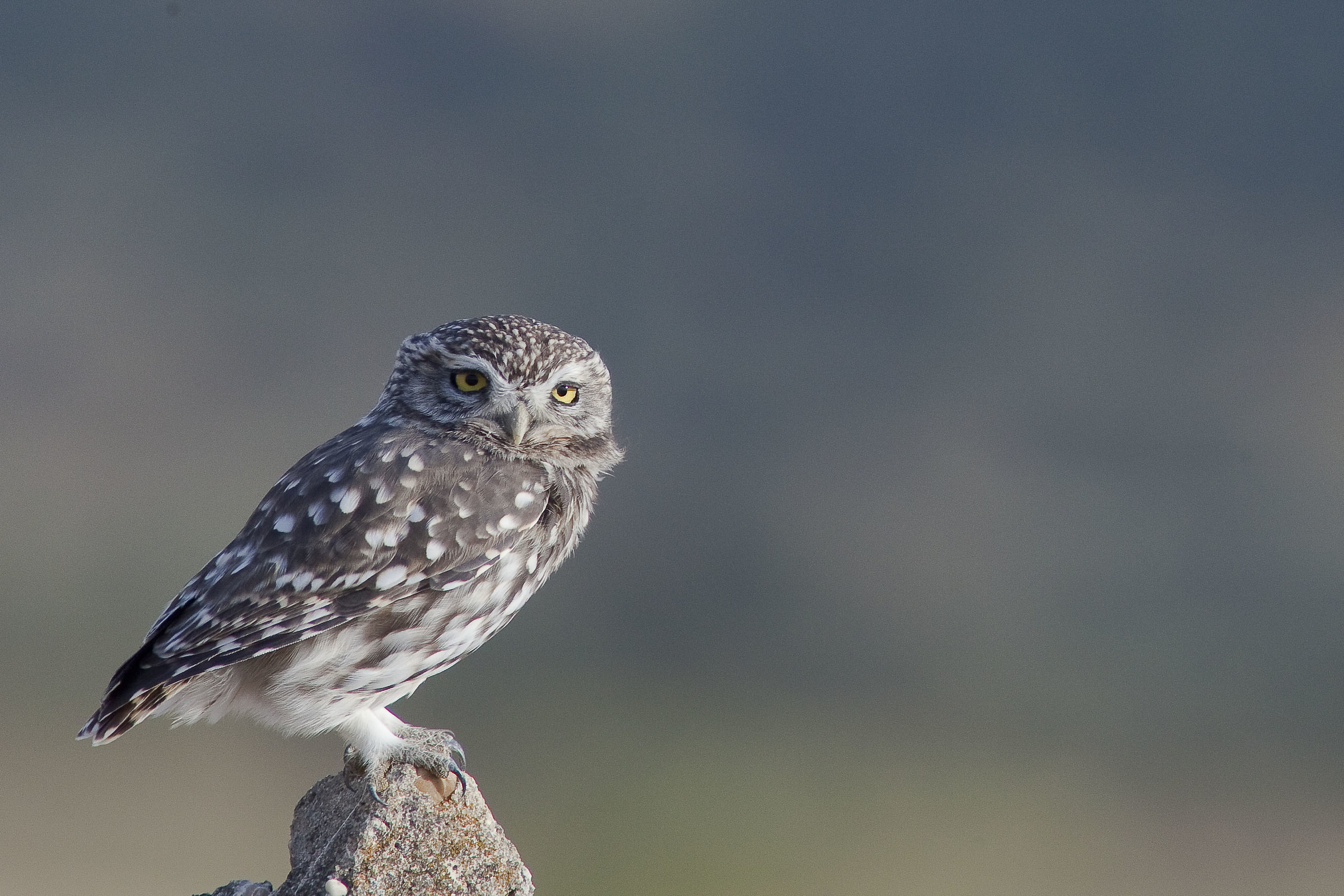 Little owl