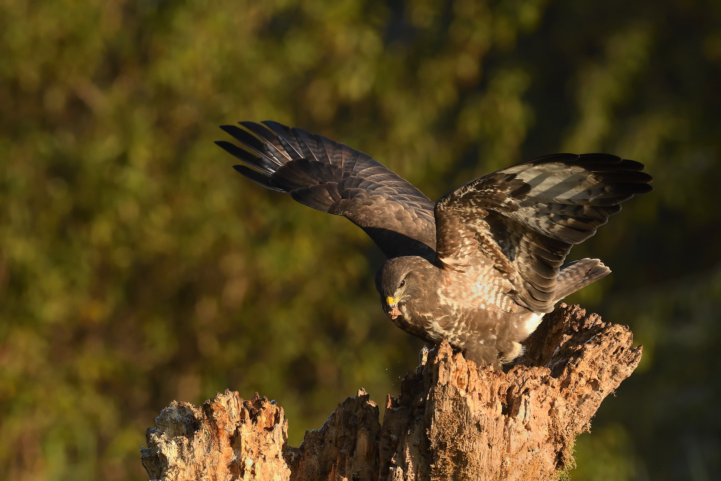 Buzzard