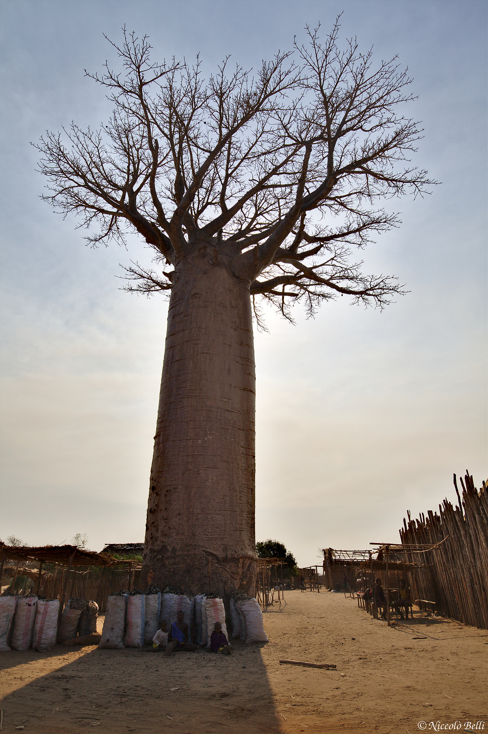 In the shadow of the great Baobab