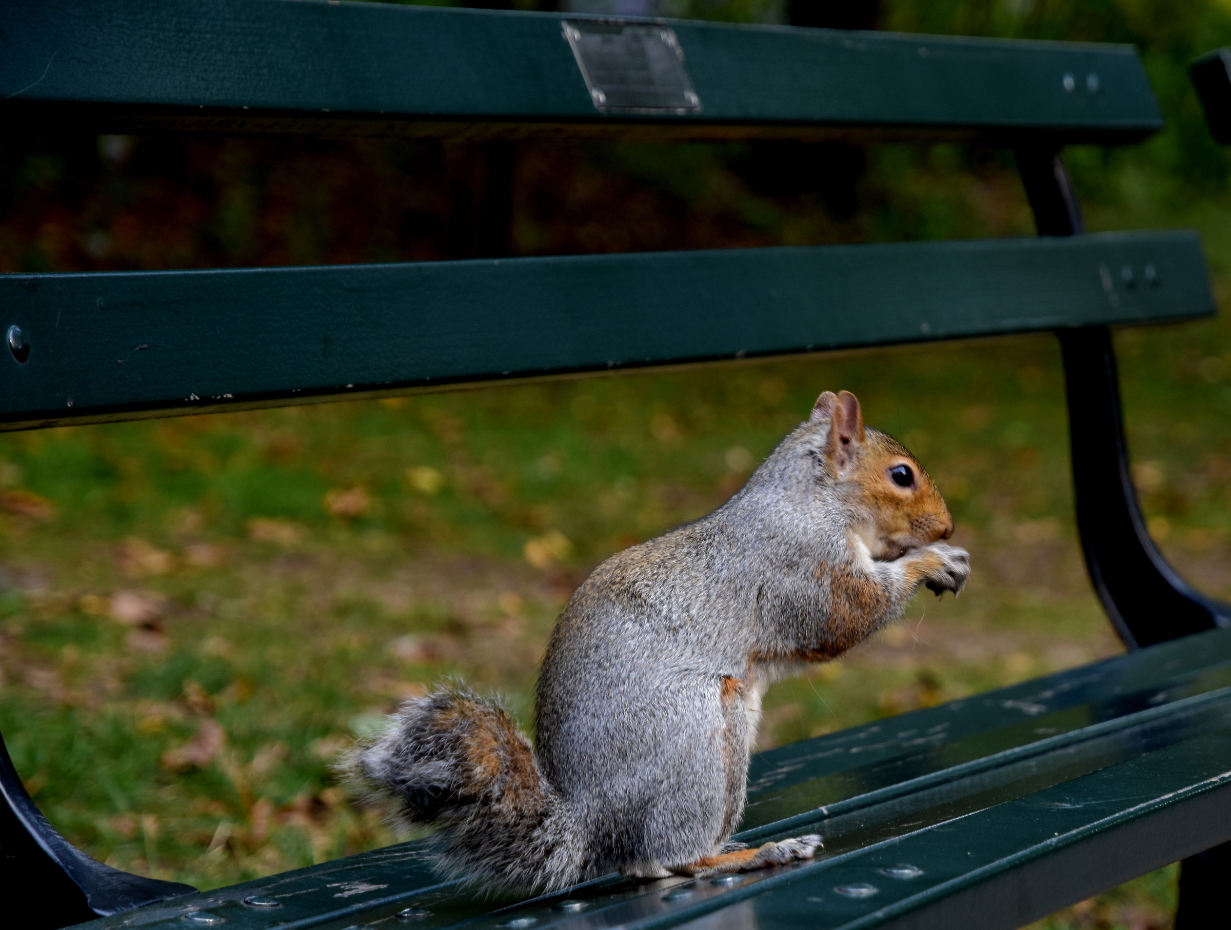 funny curious squirrel