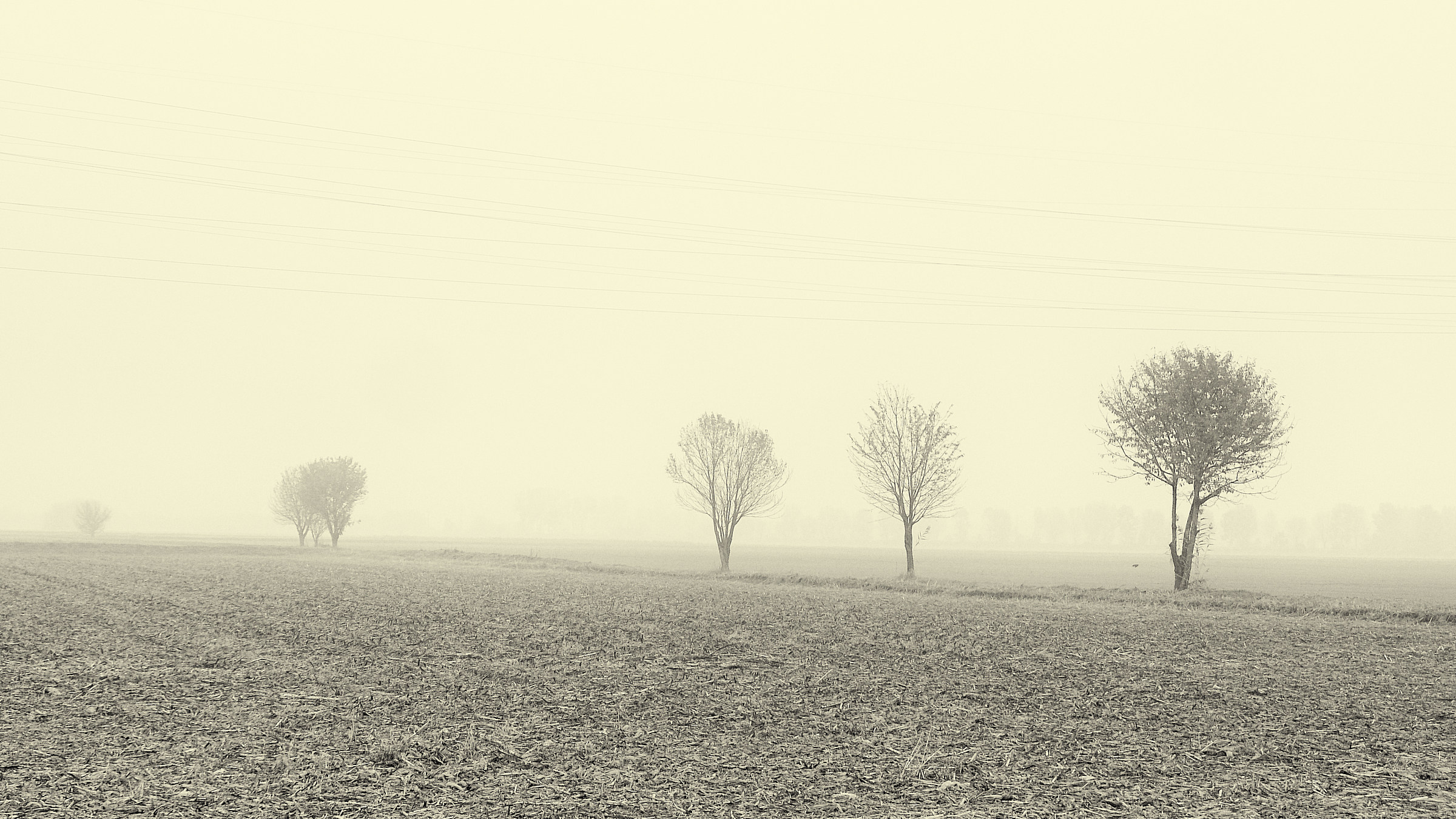 Three trees in the mist