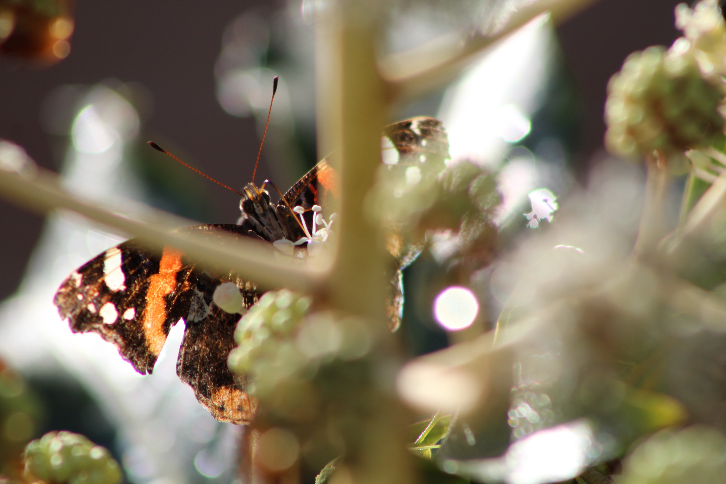 The queen of the plant