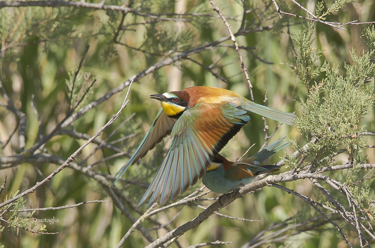 Bee Eater