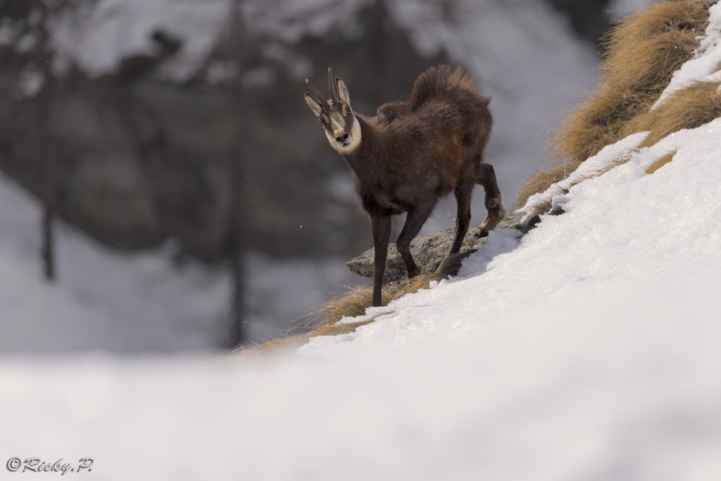 chamois