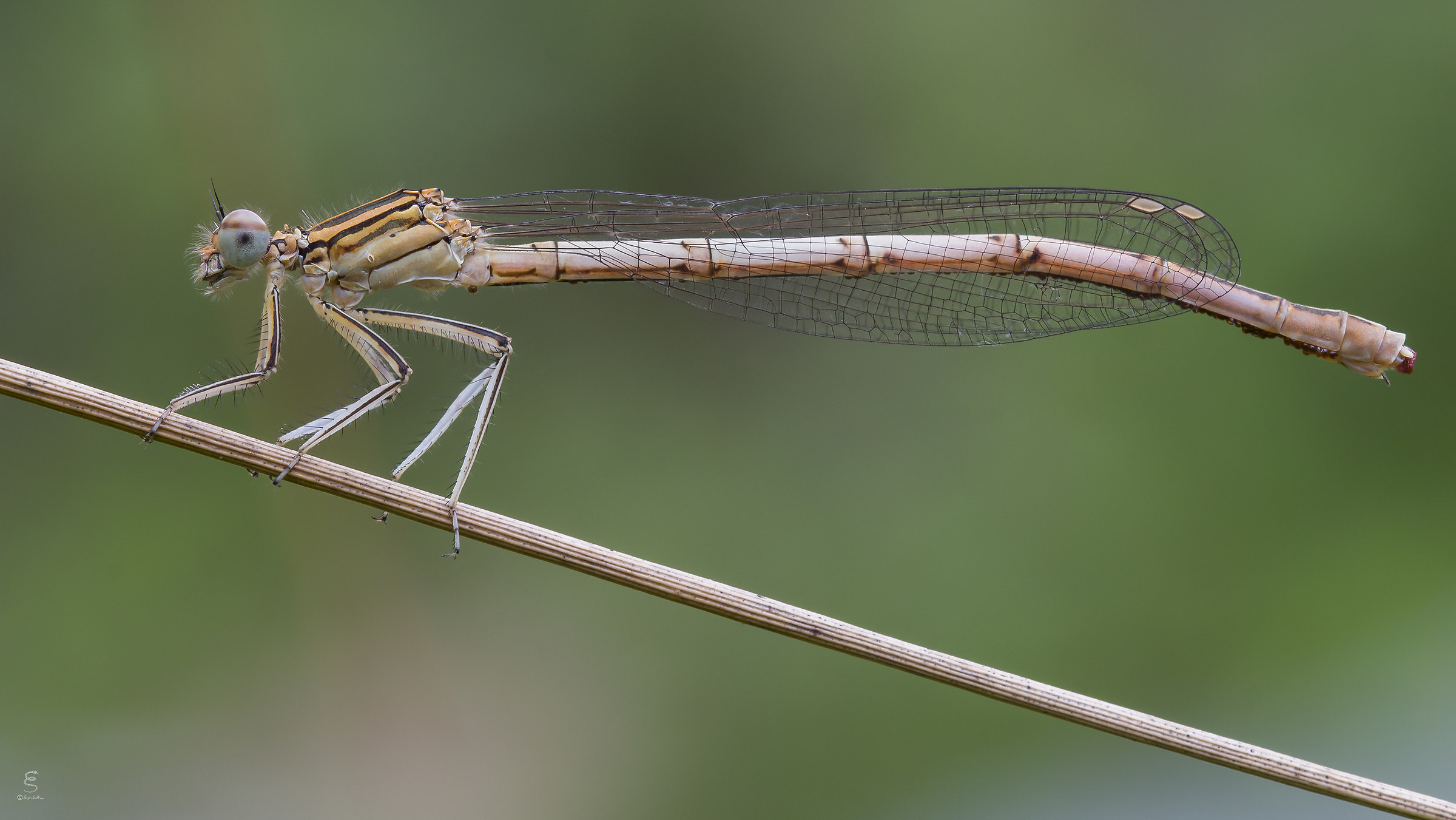 Platycnemis pennipes