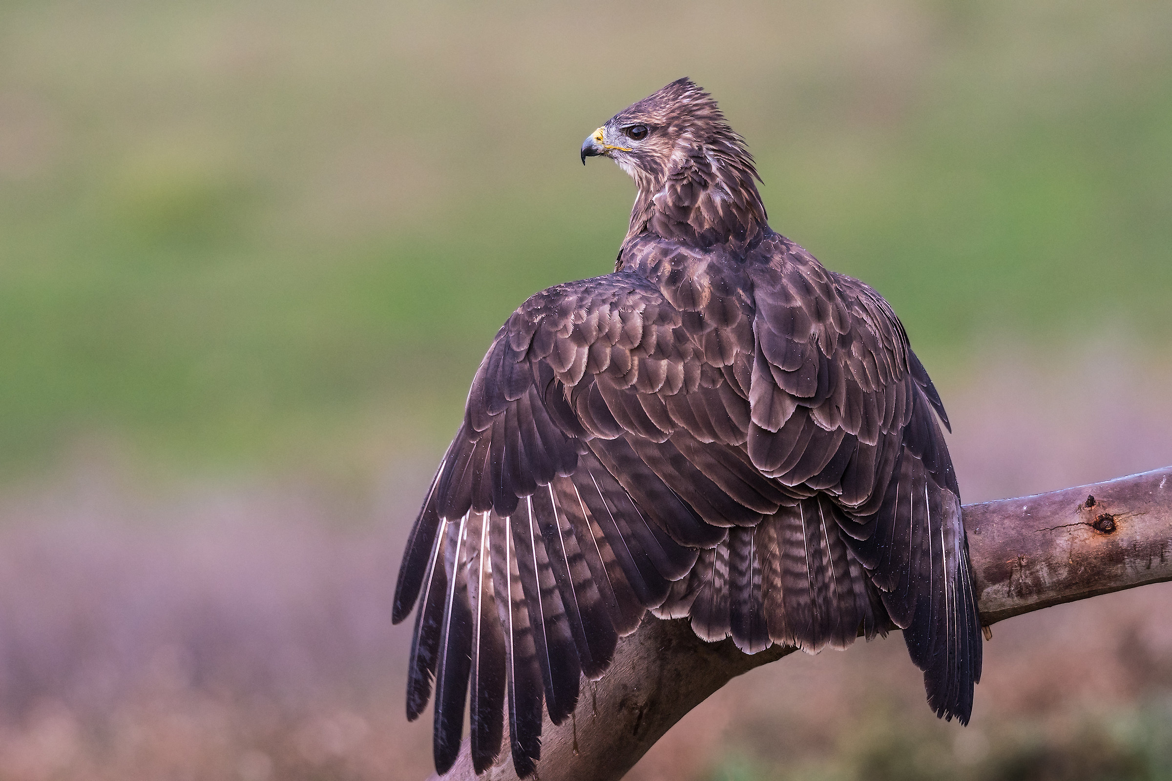 Buteo buteo