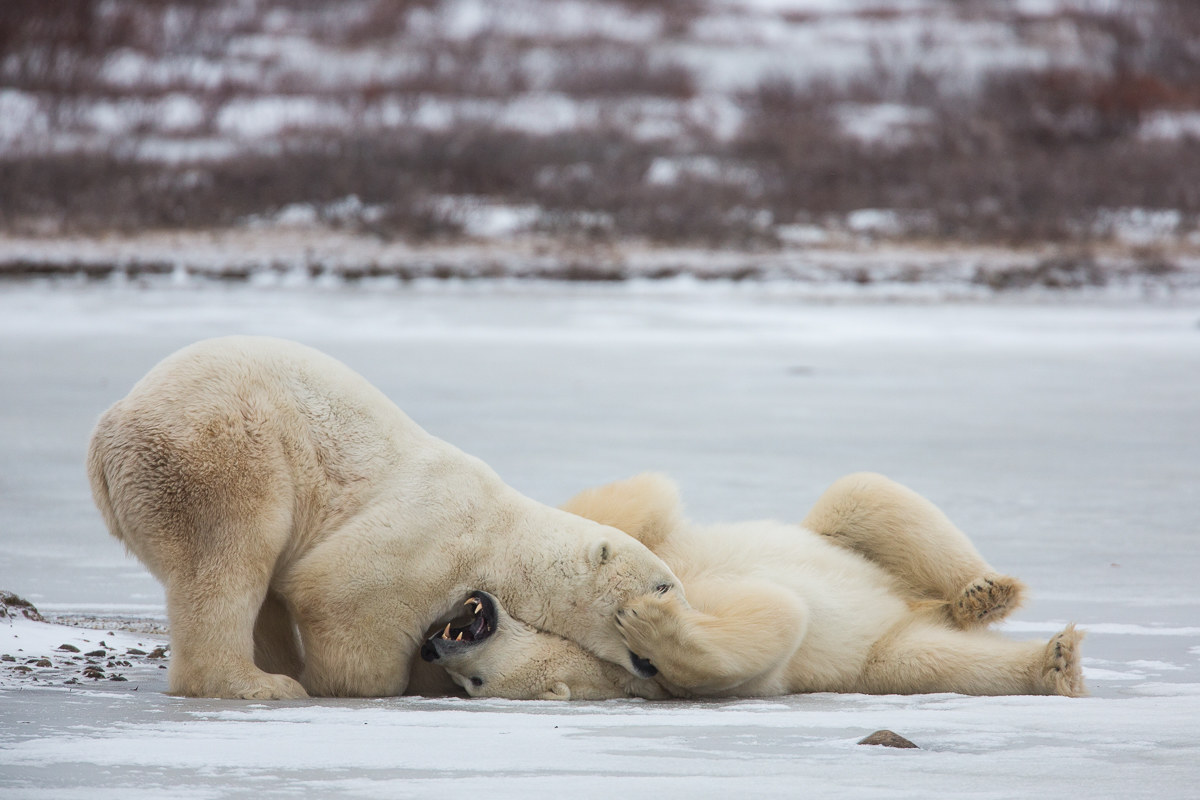 Polar bears playing #2