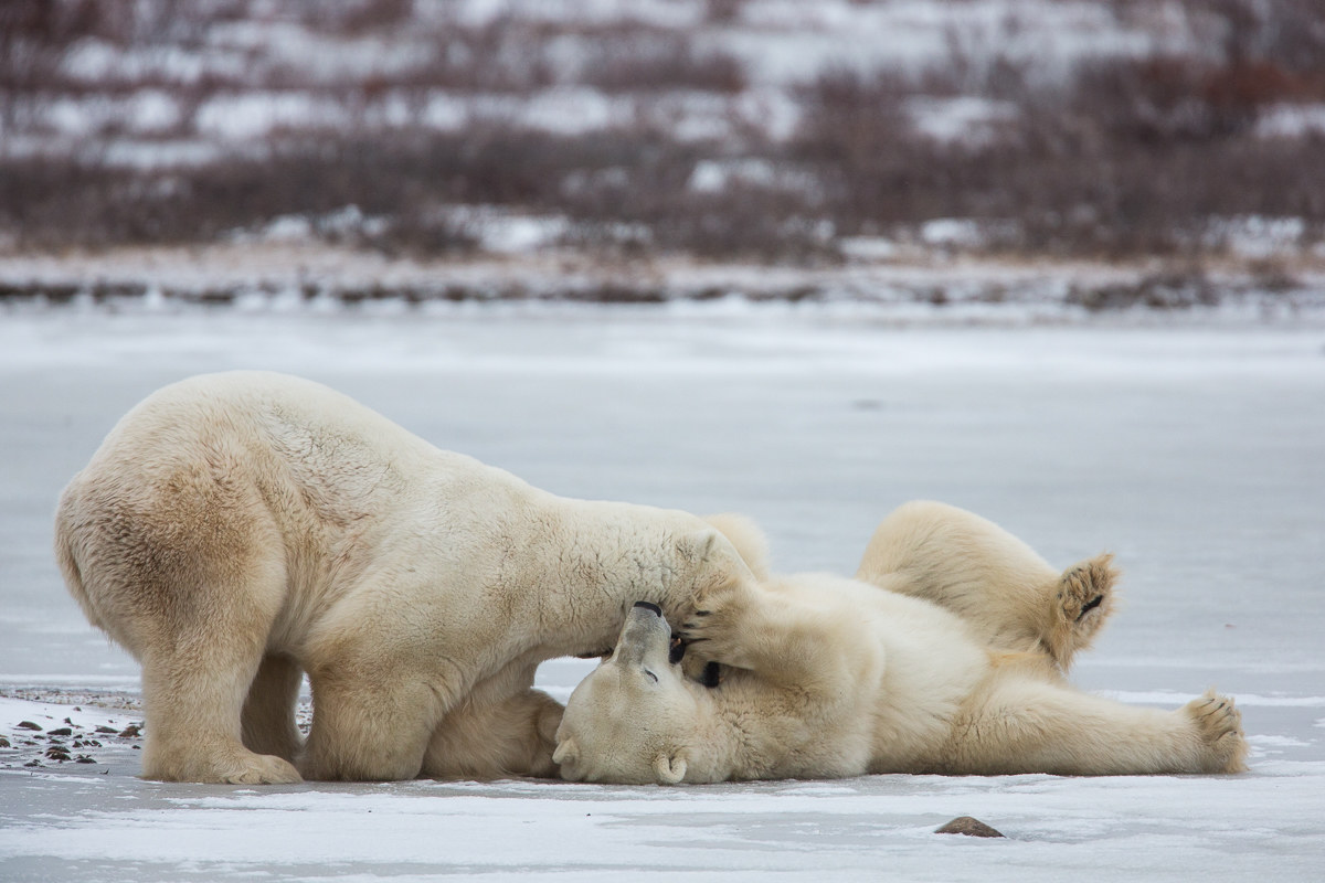 Polar bears playing #1