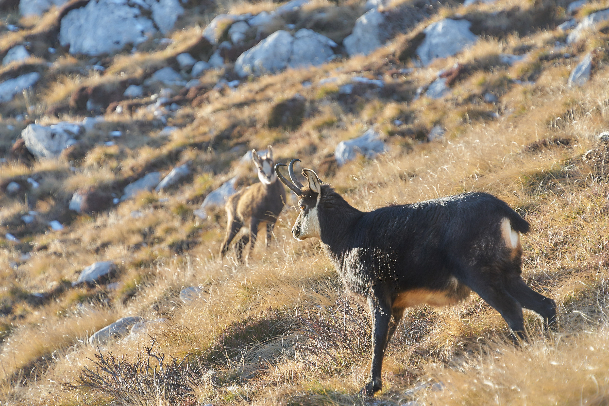 chamois of the brave