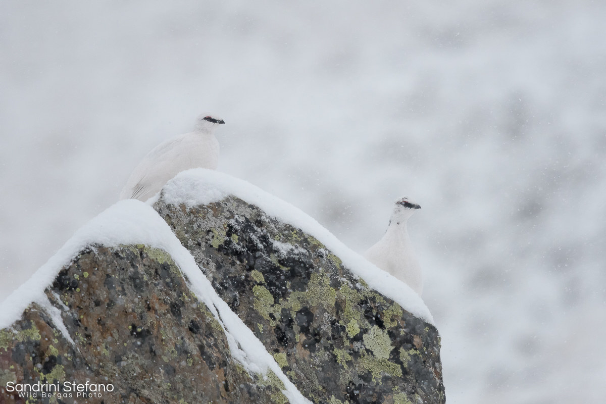 Partridges under heavy snow