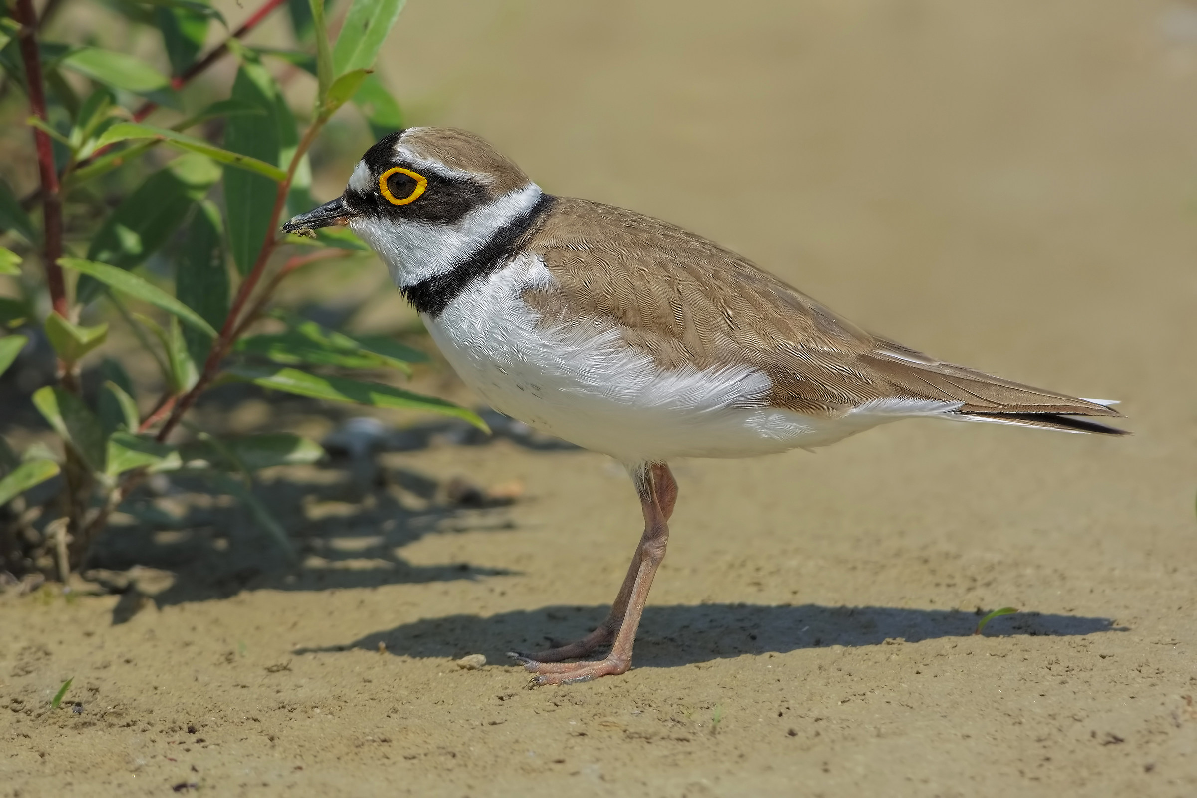 Corriere piccolo (Charadrius dubius)