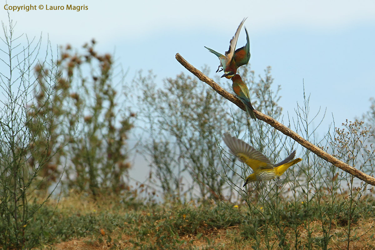 Rigogolo batte gruccione 1-0