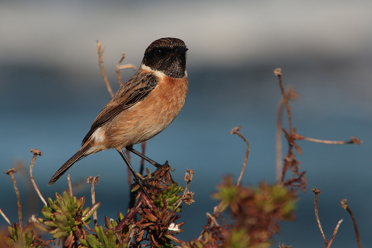 Stonechat (m)