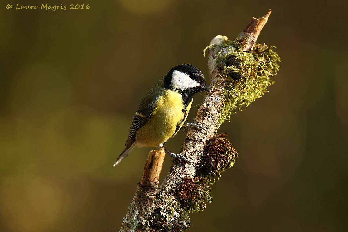 Cinciallegra sulla diagonale