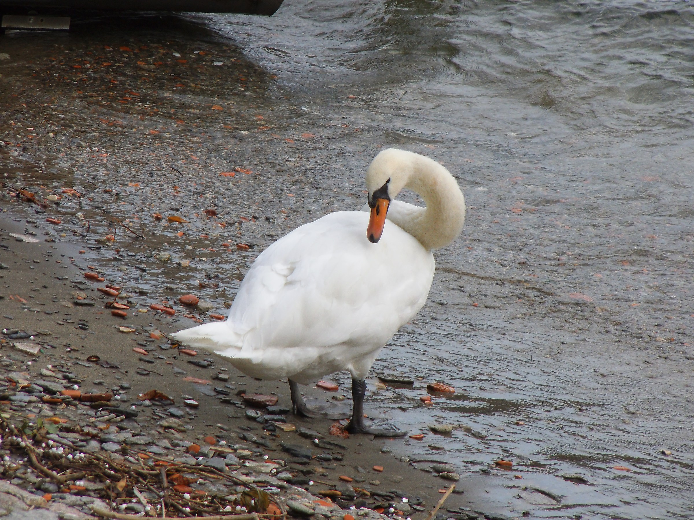 The elegance of the swan