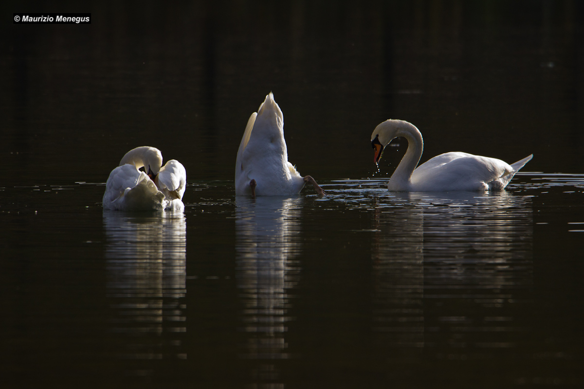 Gruppo di cigni reali