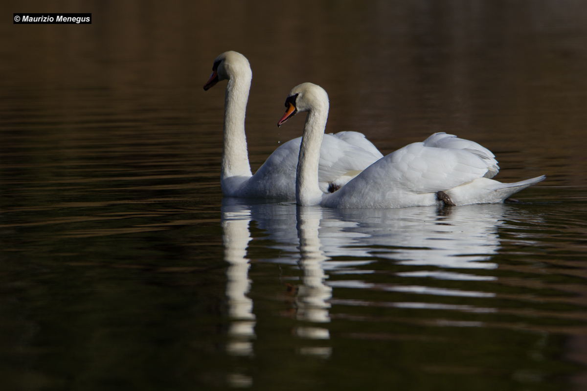Coppia di cigni reali