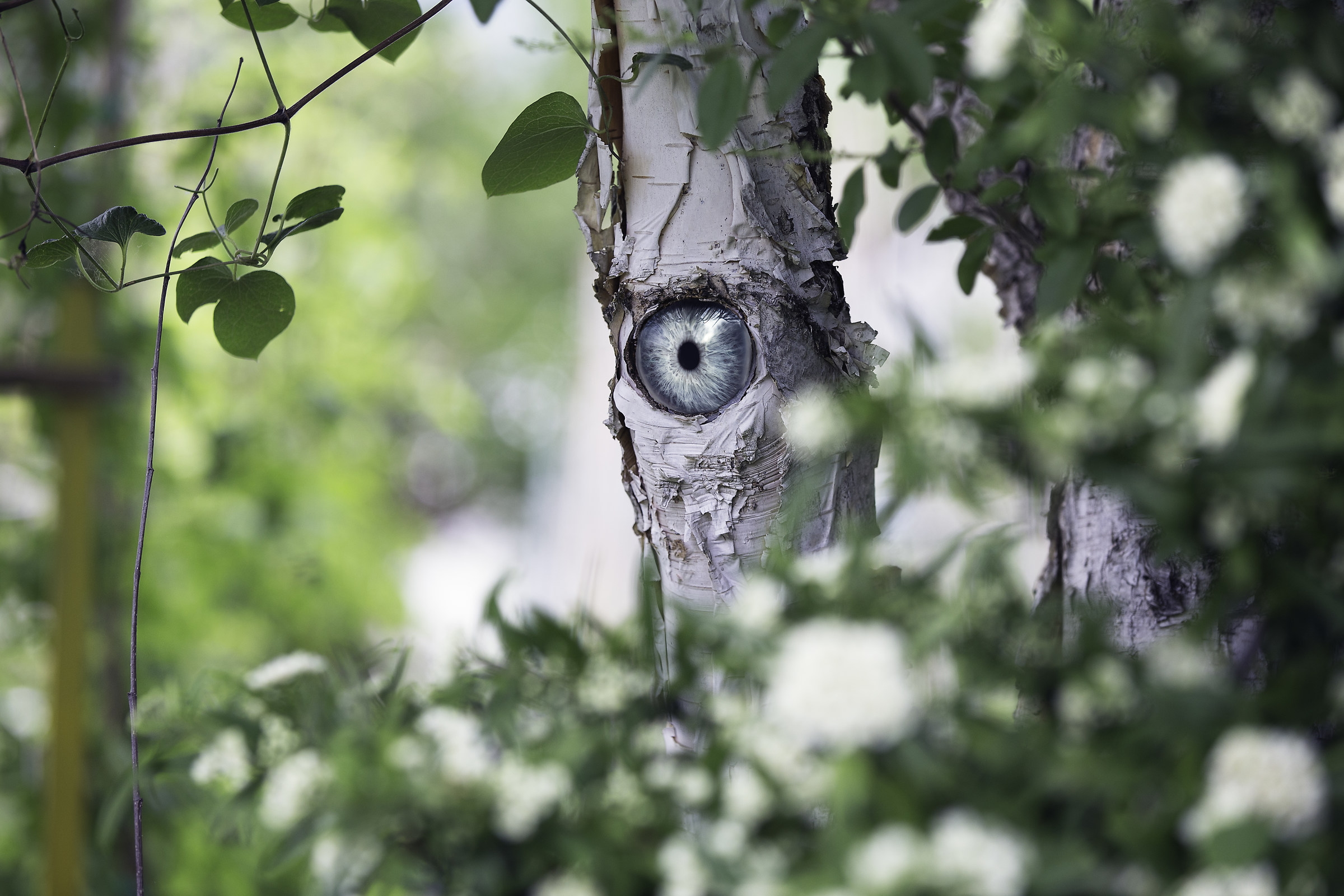 Barbalbero #fotomontaggi