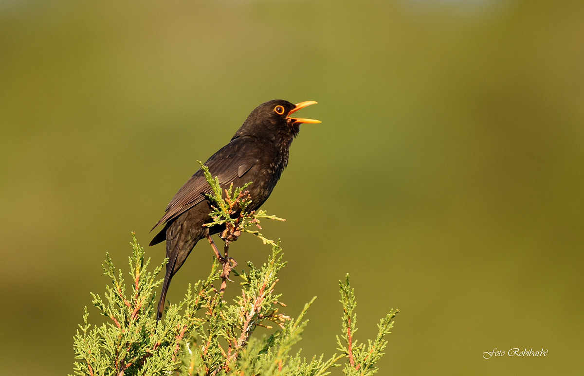 Benvenuto al nuovo giorno...
