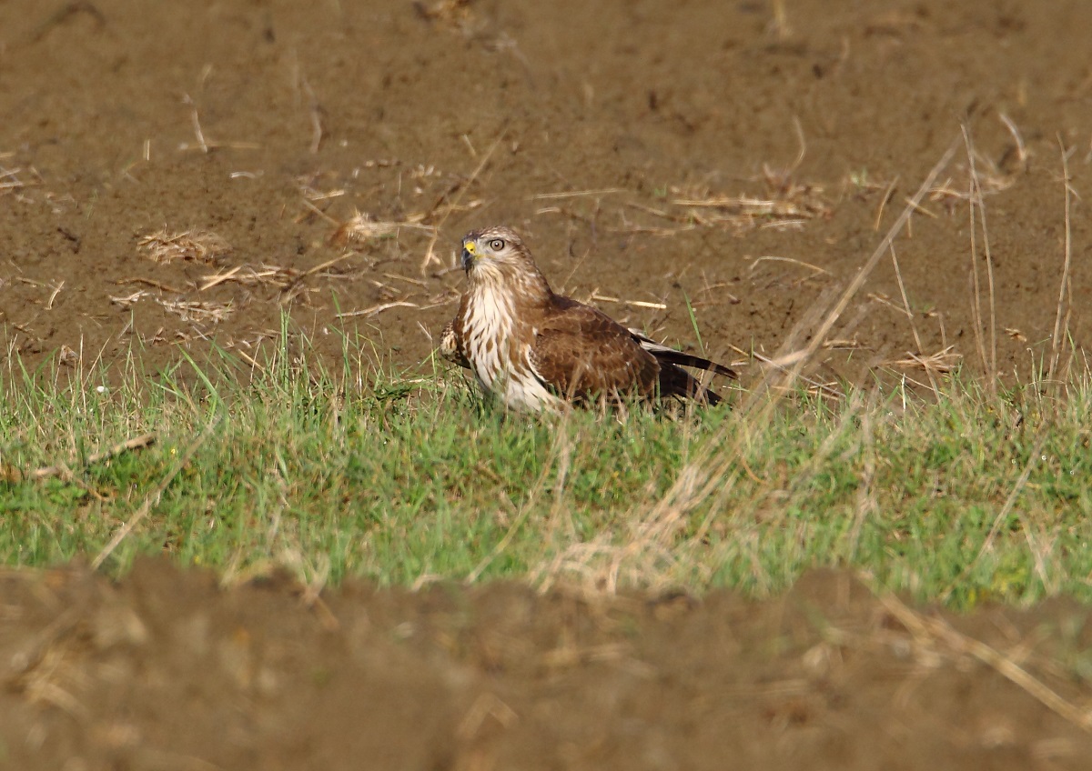 Buzzard