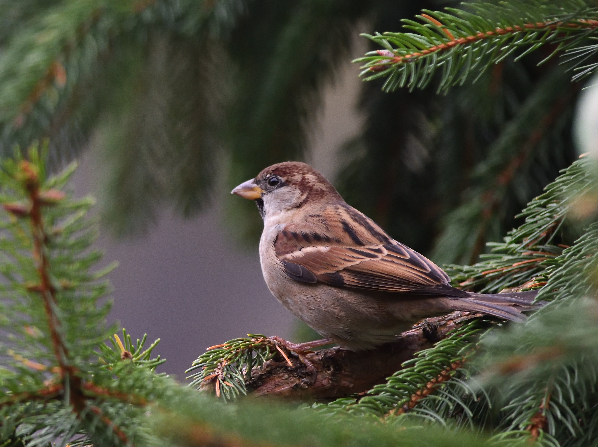 sparrow