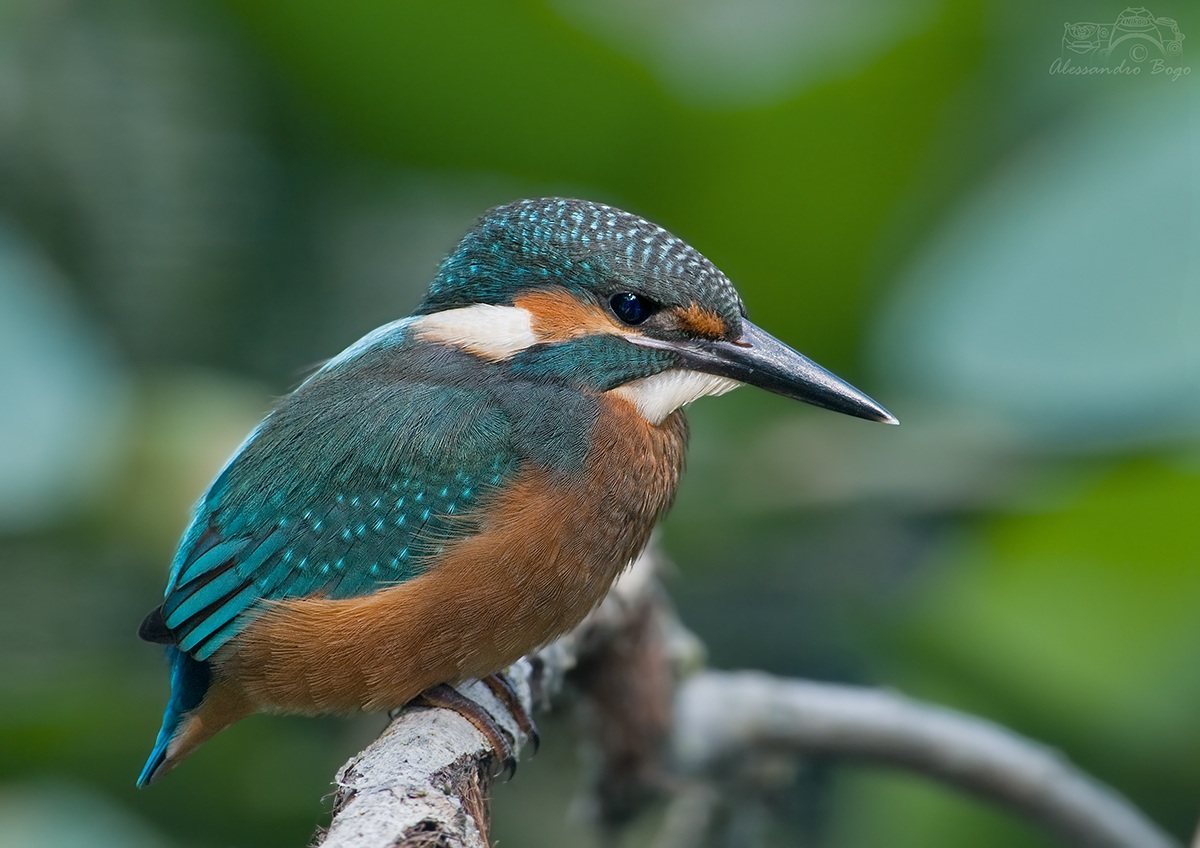 Kingfisher