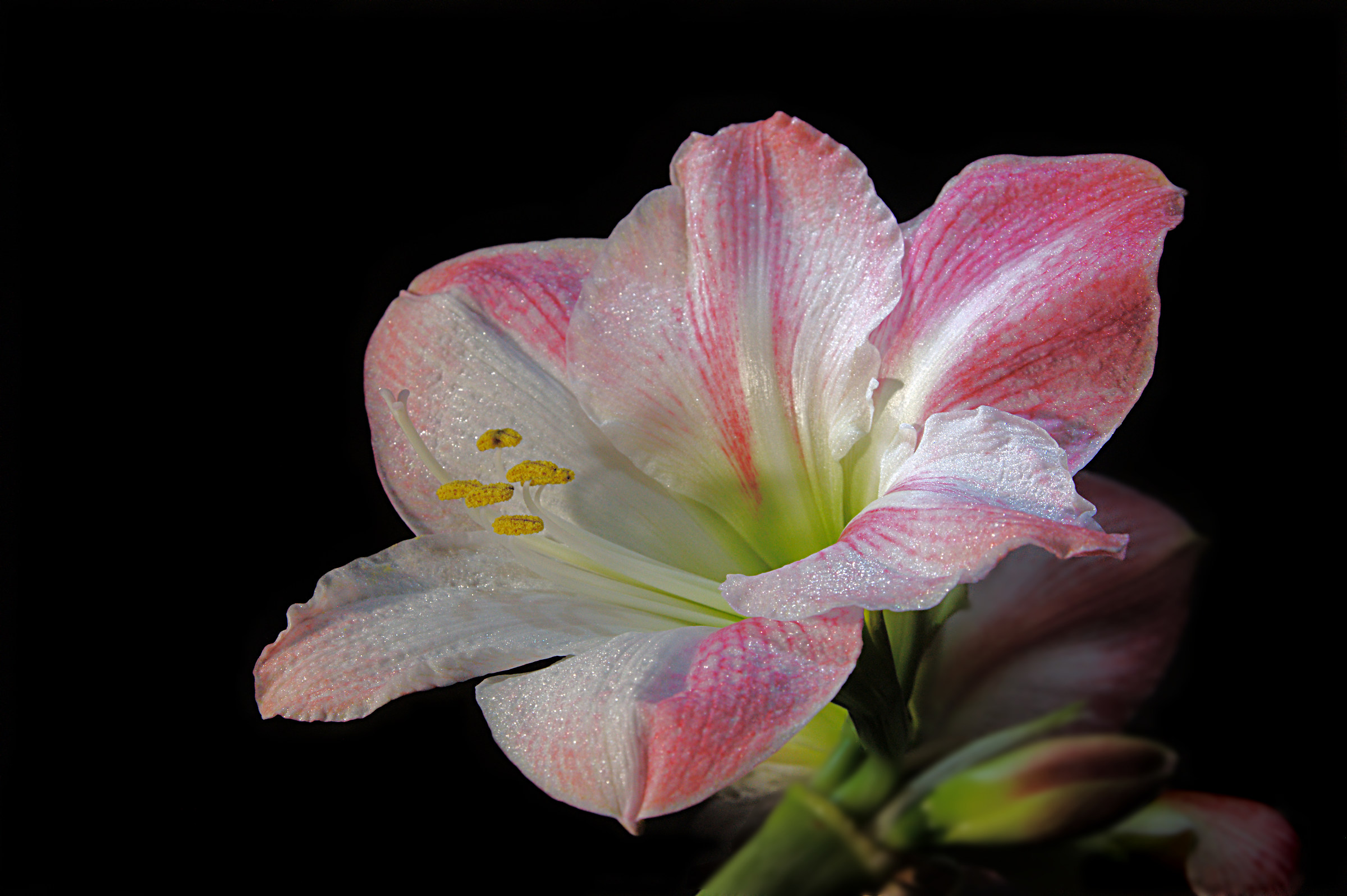 Hippeastrum