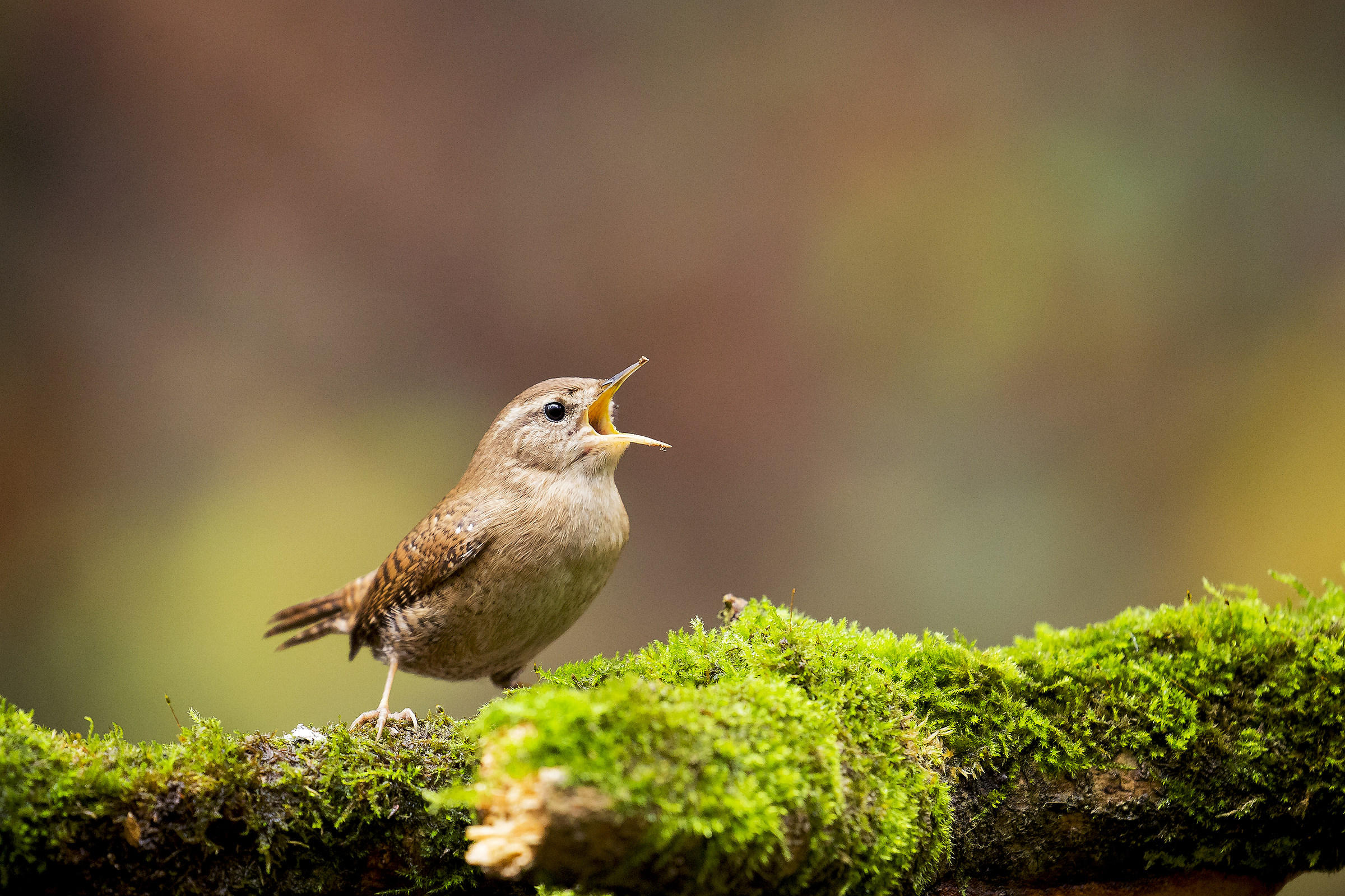 Wren in song