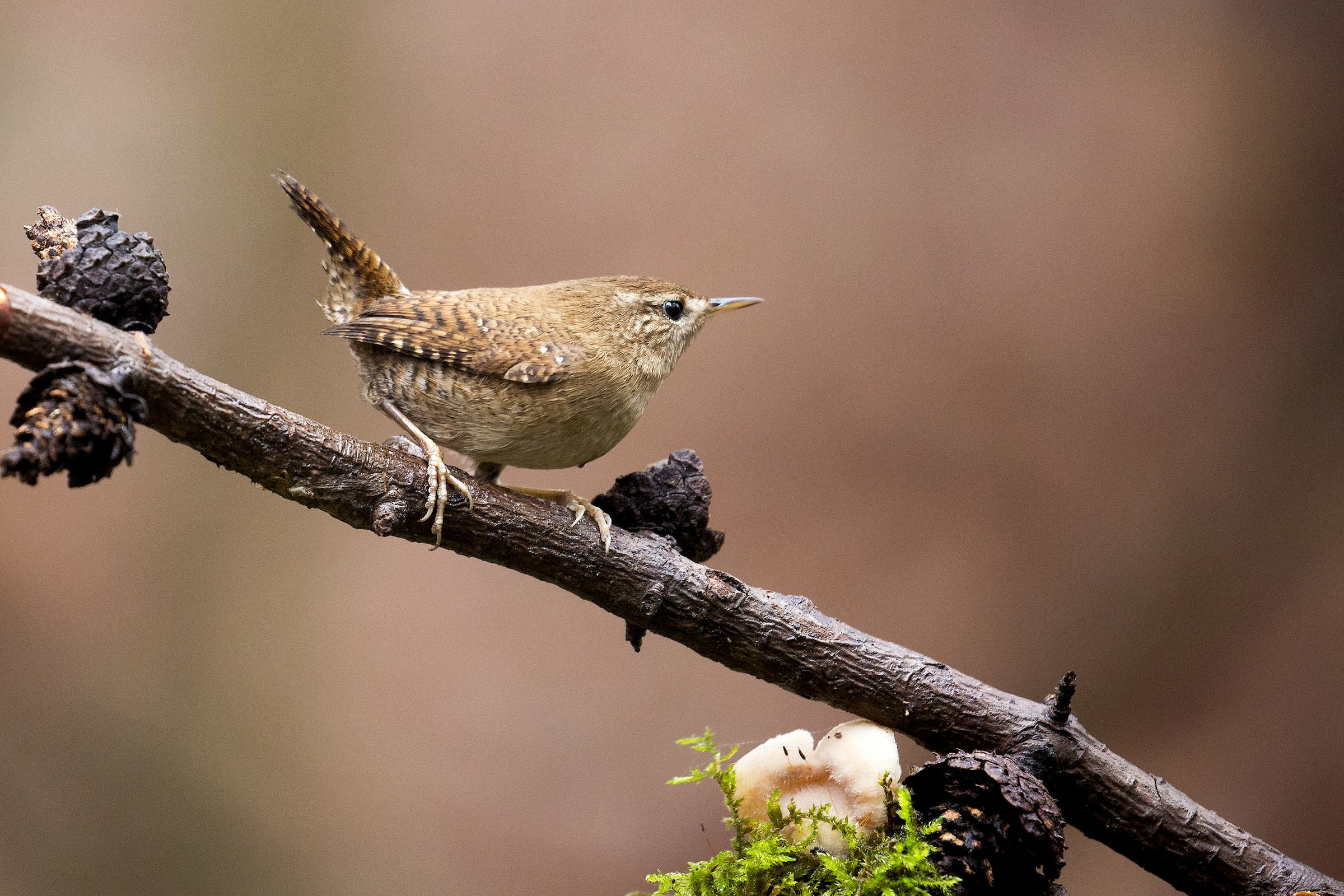 Wren in all its glory
