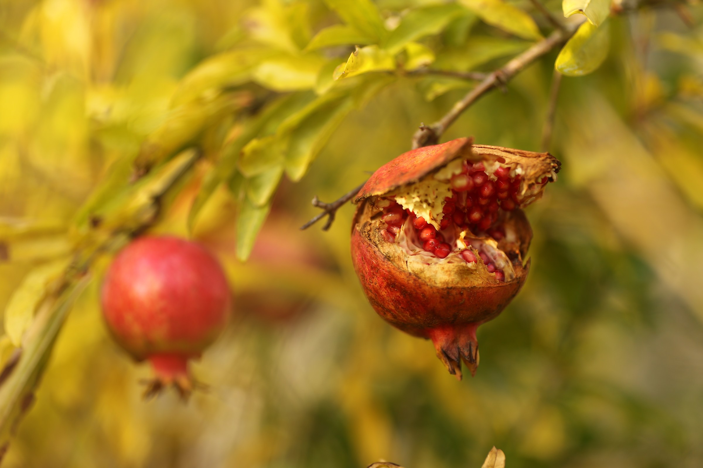 painting pomegranate