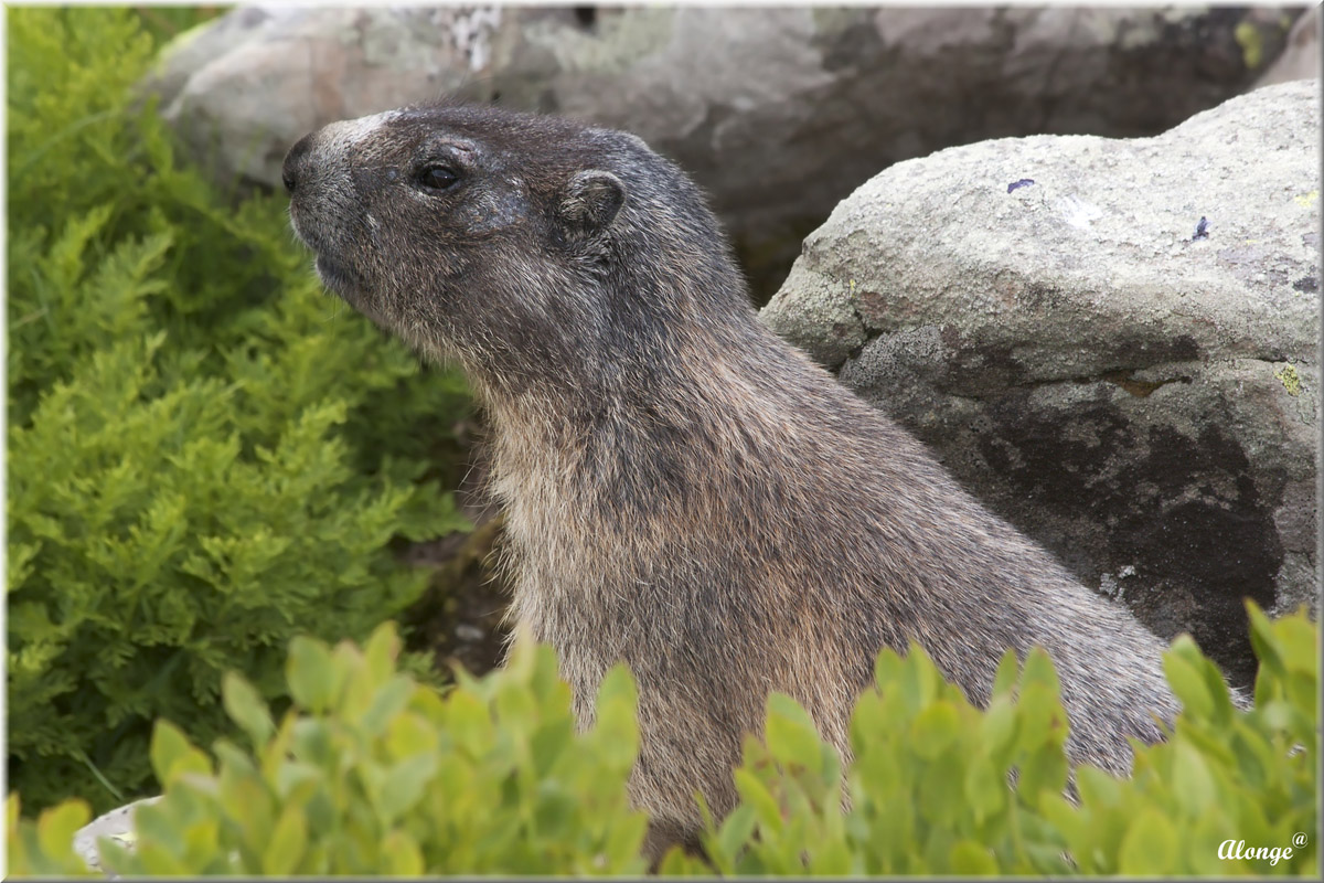 Marmotta Appenninica