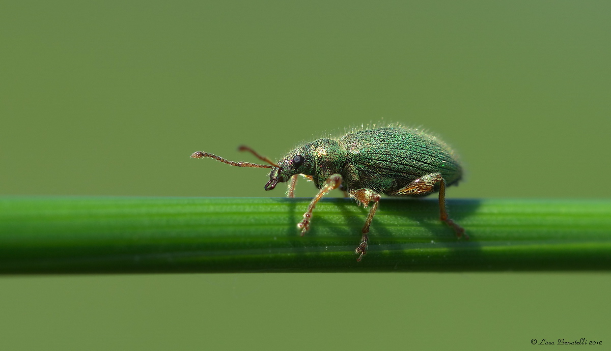 Phyllobus - Curculionidi