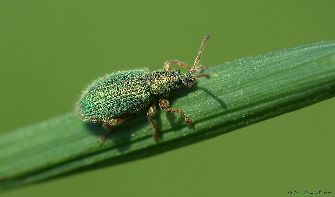 Phyllobus - Curculionidi