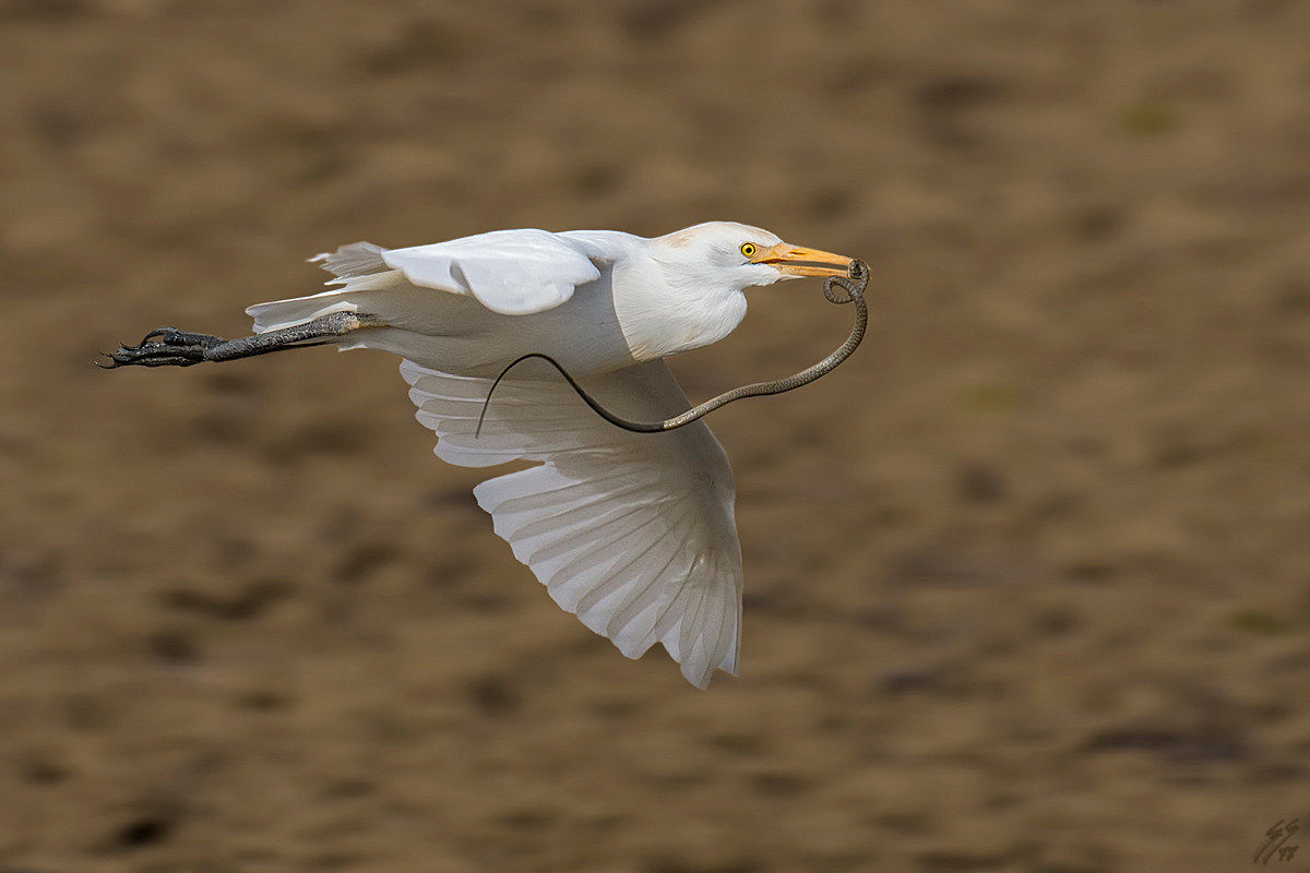 ..guardabuoi con preda..