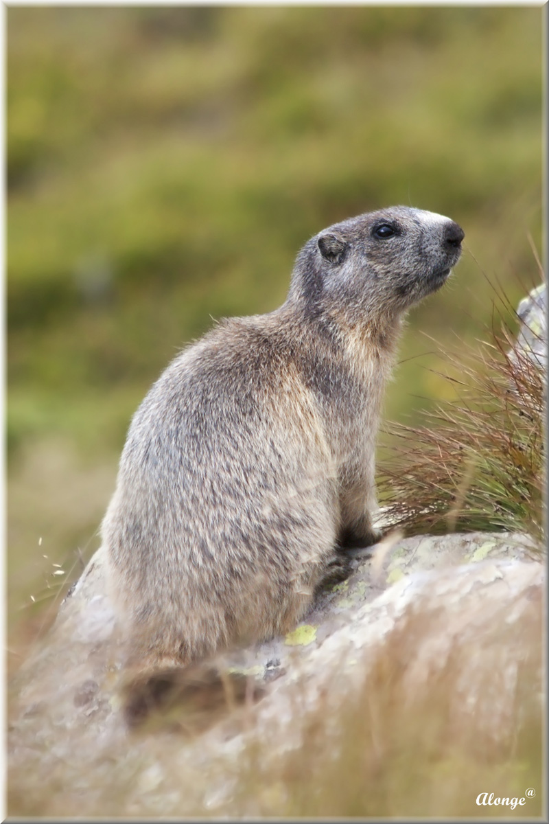 Marmotta Appenninica