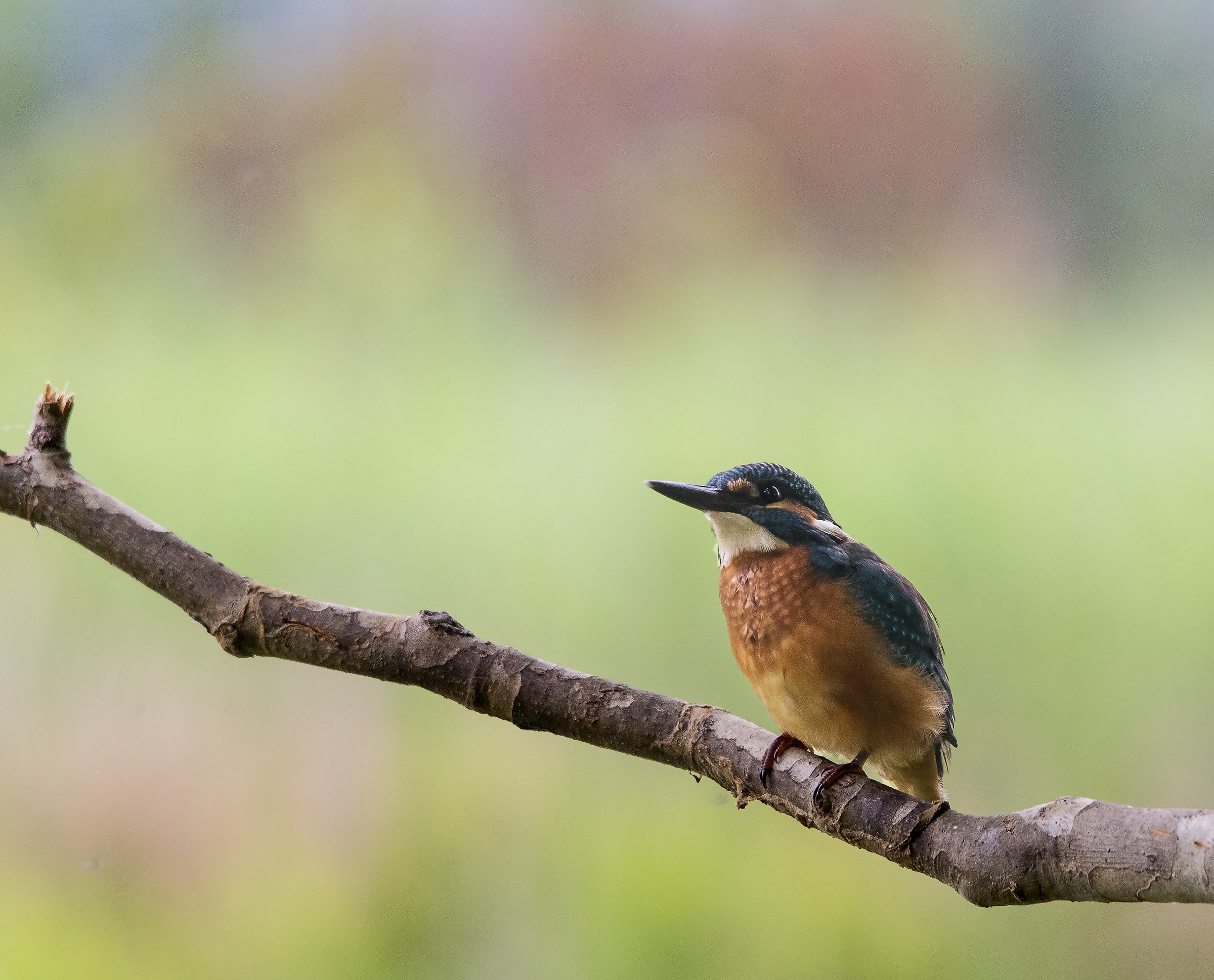 Kingfisher