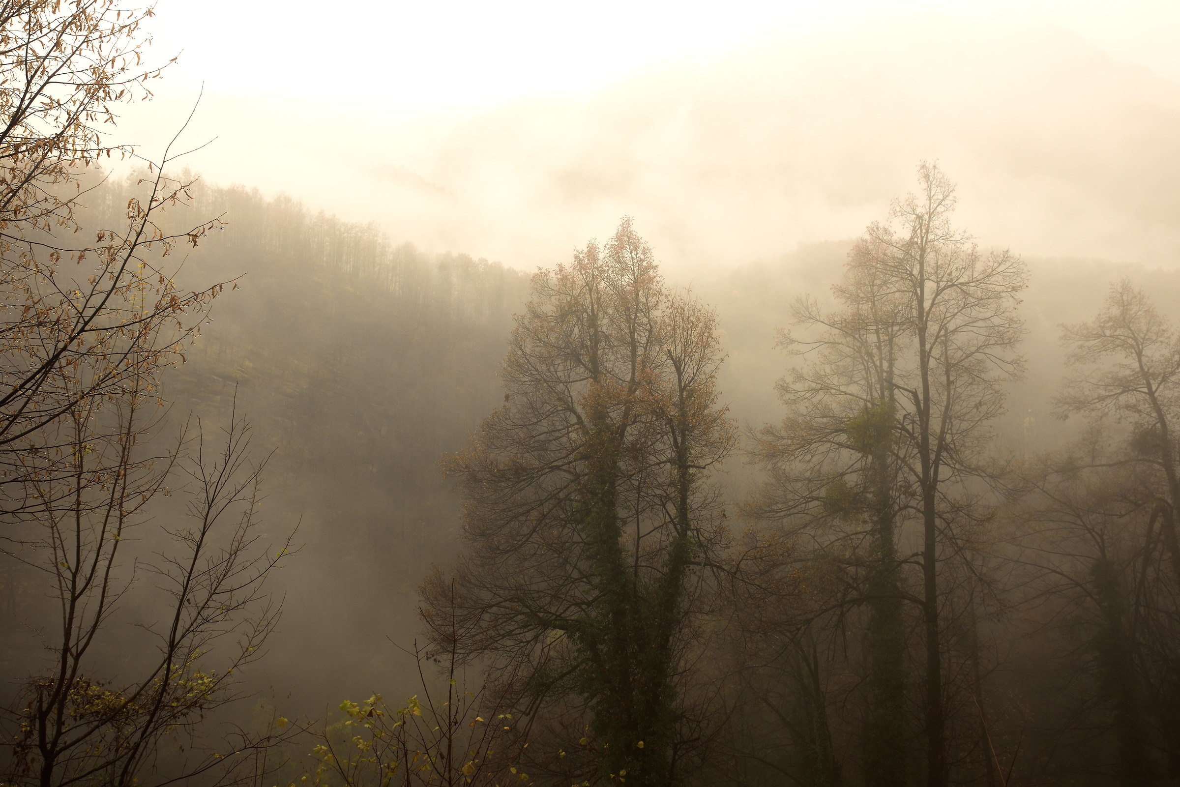 between fog and rain