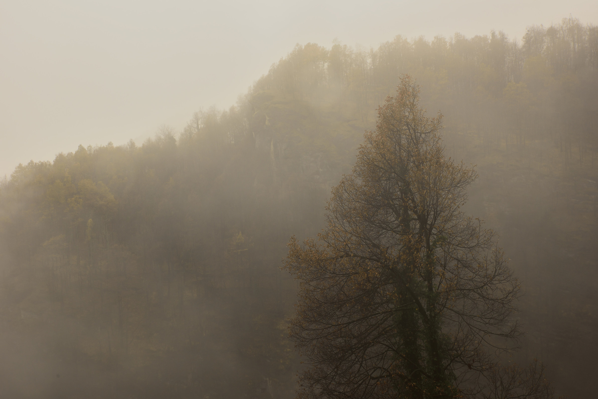 between fog and rain