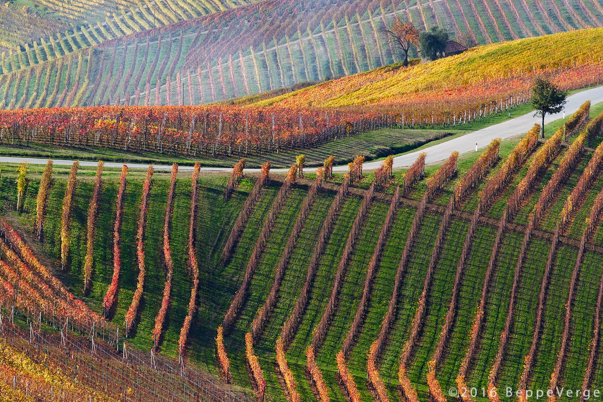 Vigne del Barolo