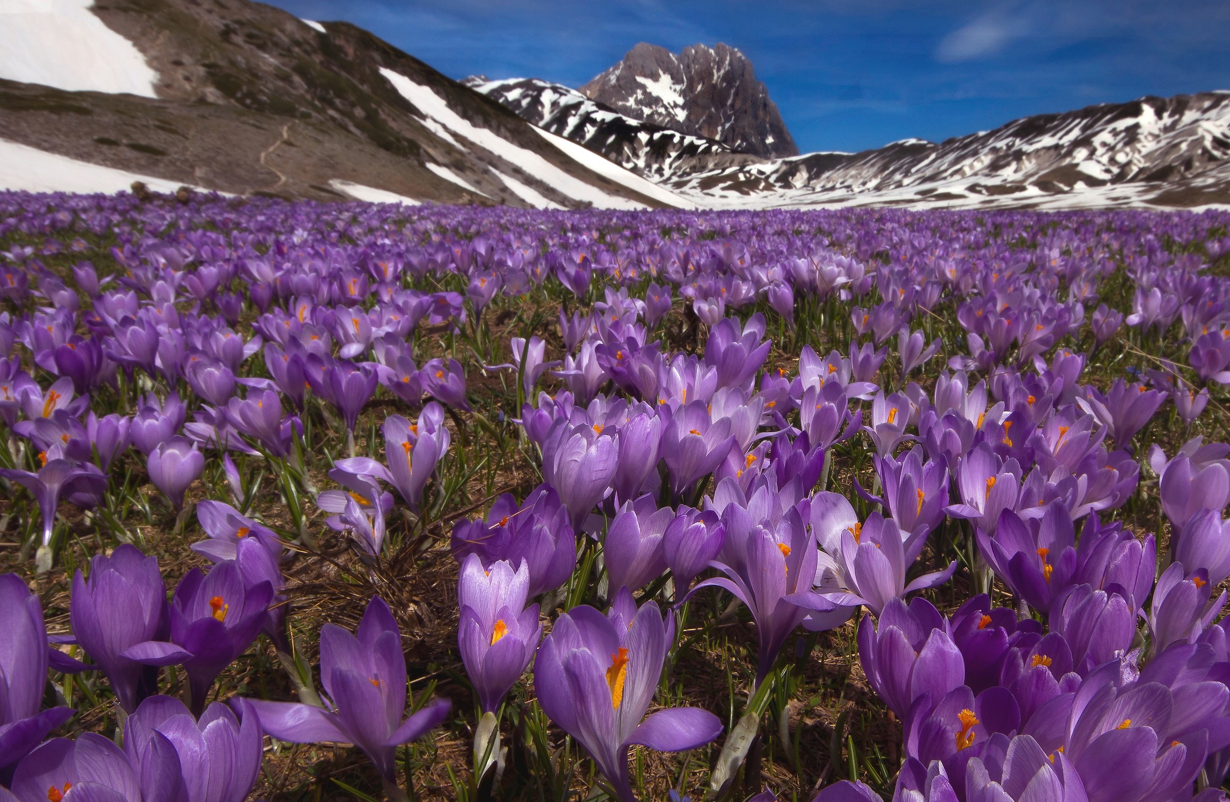 Flowering on the Gran Sasso
