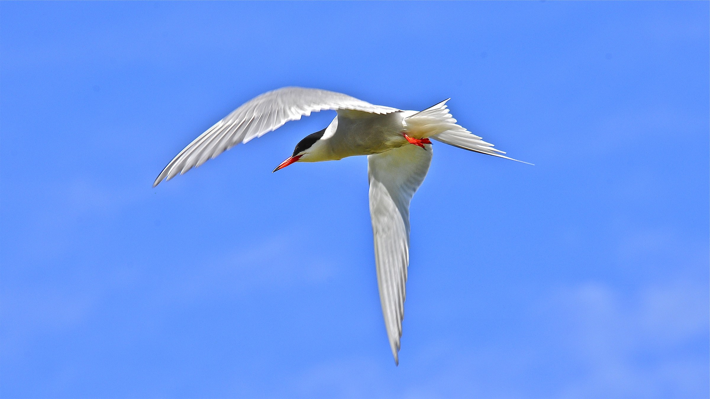 sterna artica ; lago onega  russia