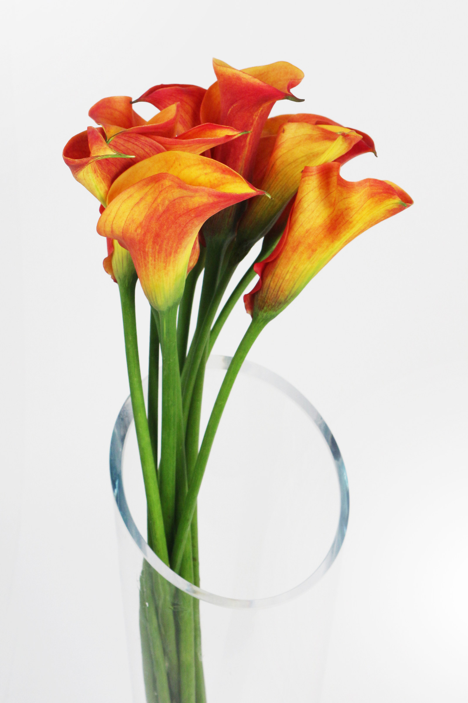 Calla orange