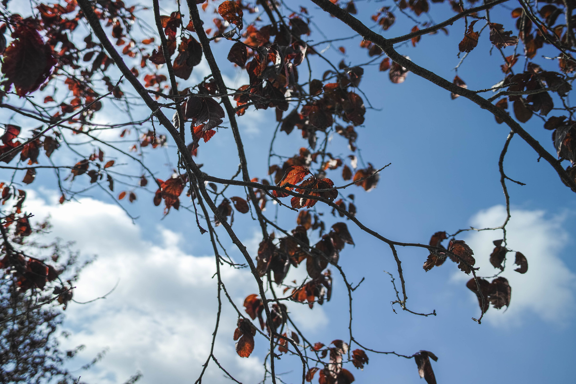 l 'autumn at the gates