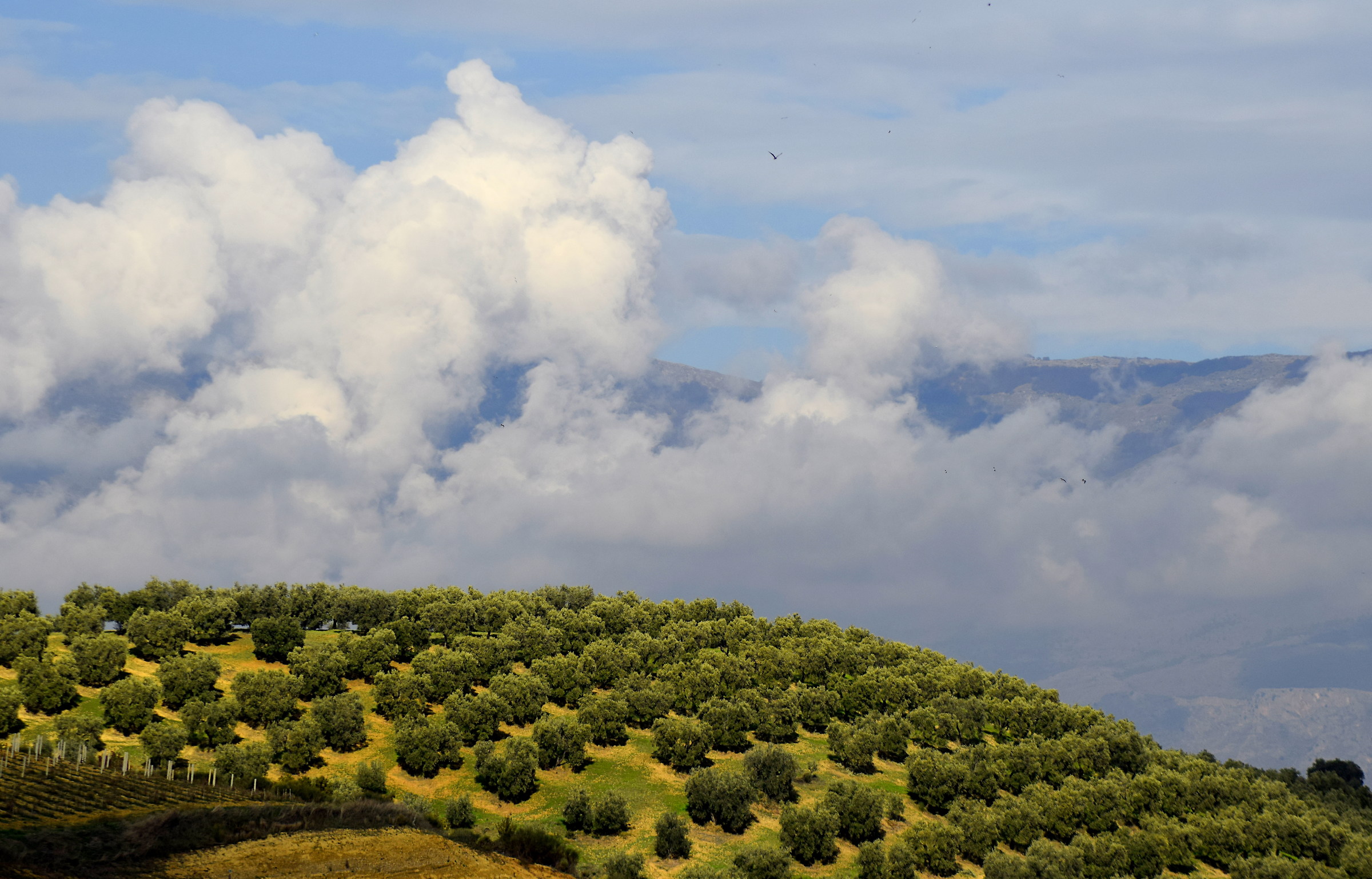 Olive trees and clouds