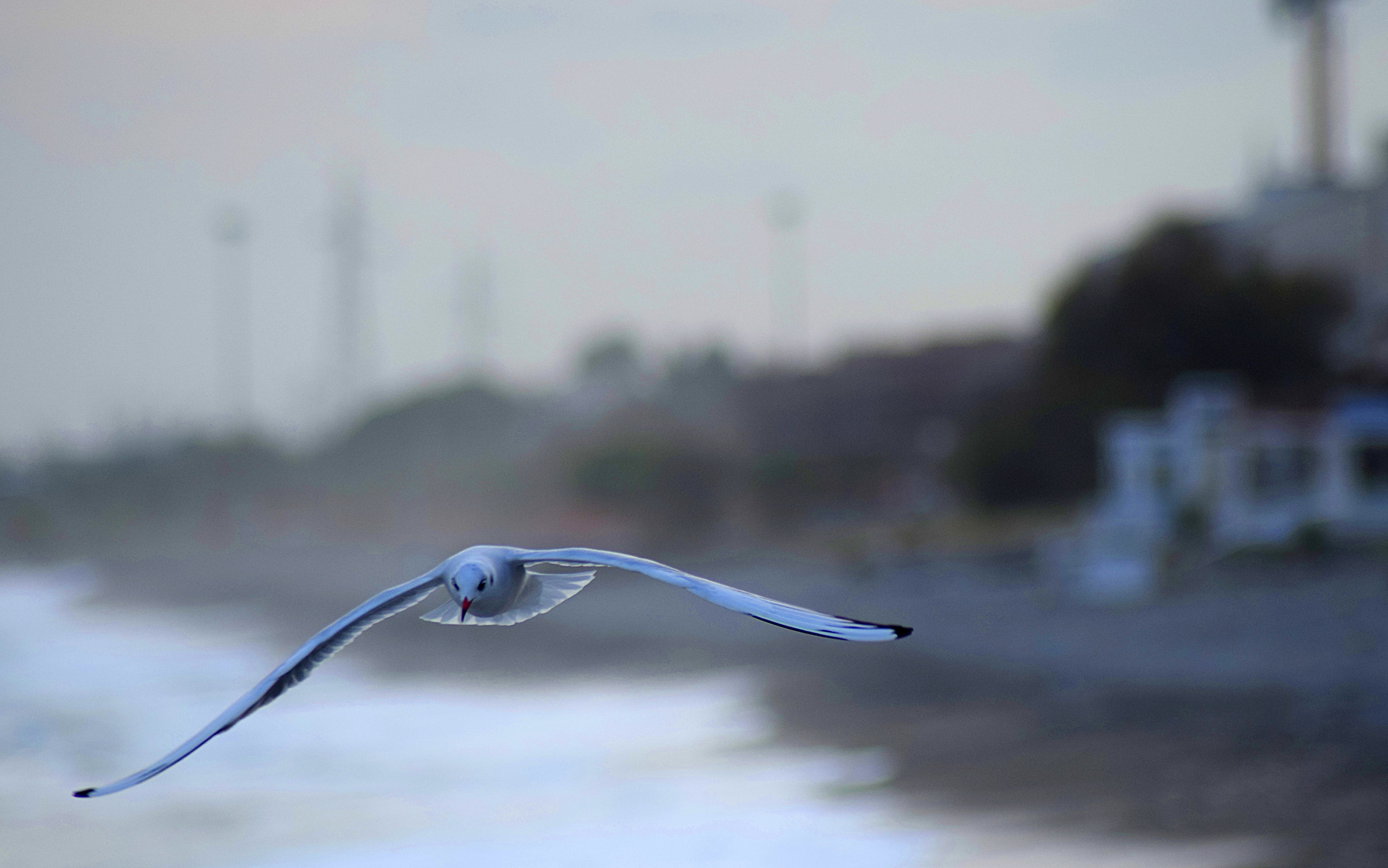 Seagull trebisaccese