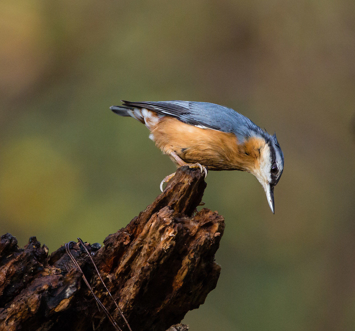 You say, I'll jump ??