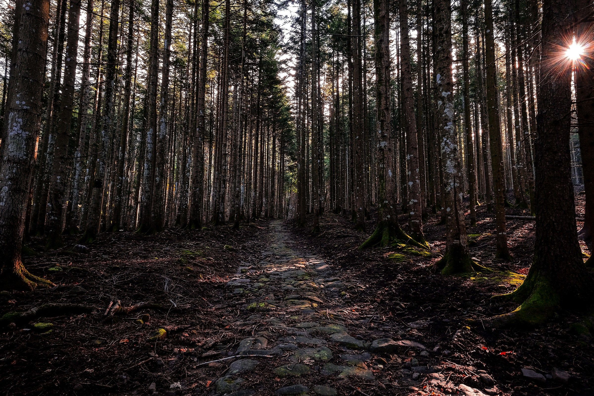 The road in the woods