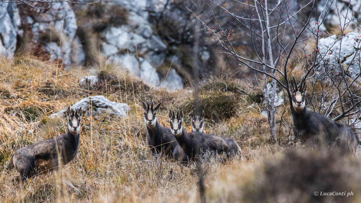 Madre con 4 piccoli di Camoscio Alpino