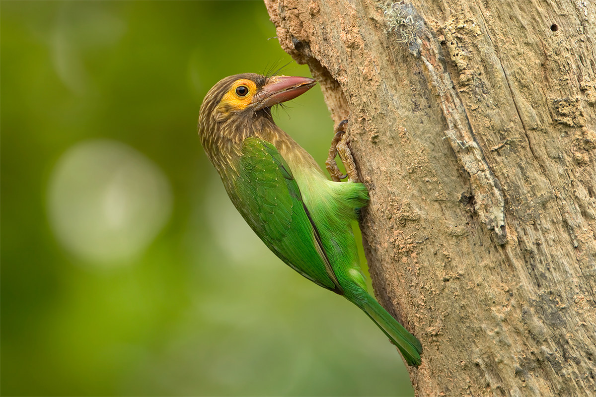 Megalaima zeylanica (Brown-headed barbet)
