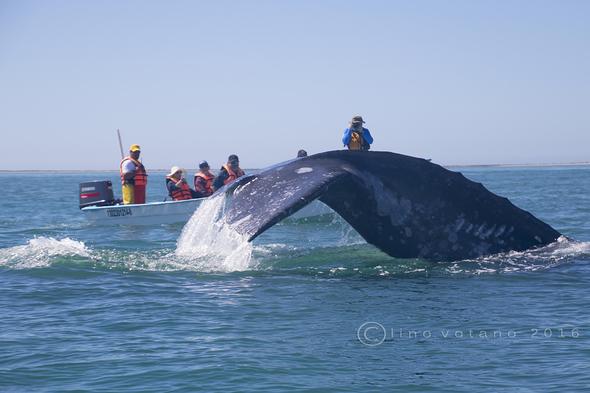 Gray Whale San Ignacio Lagoon in Baja California
